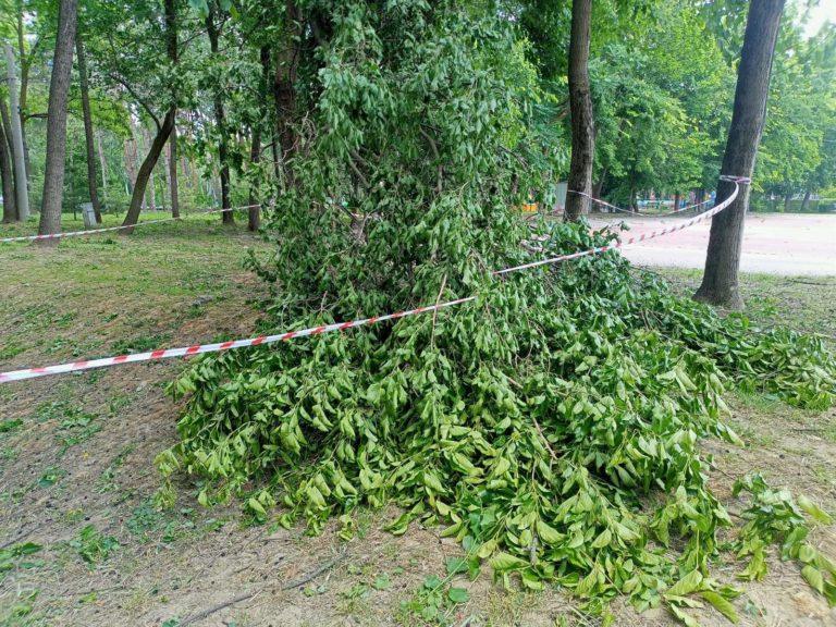 В Краснодаре шторм повалил свыше 50 деревьев