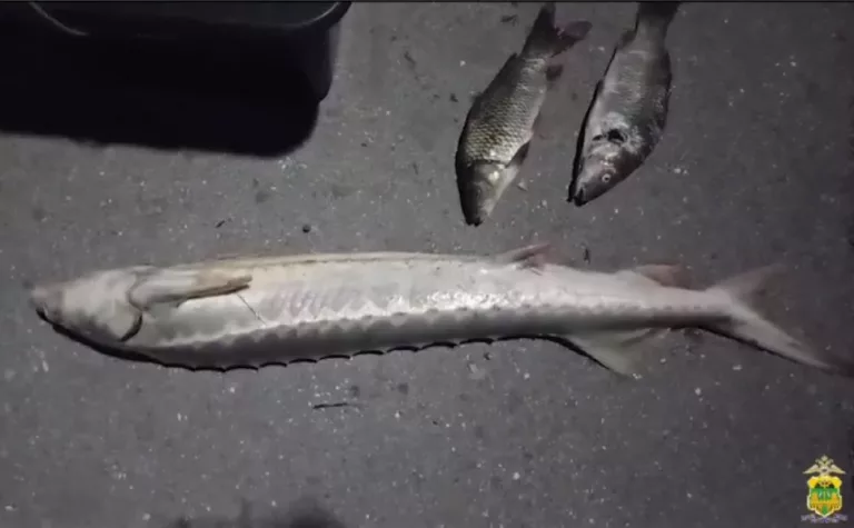 Краснодарский браконьер выловил русского осётра стоимостью 275 тысяч рублей