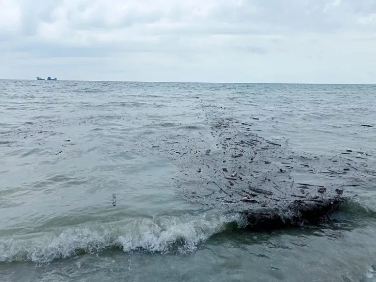 Нашествие медуз в Азовском море мешает развитию туризма и рыболовства