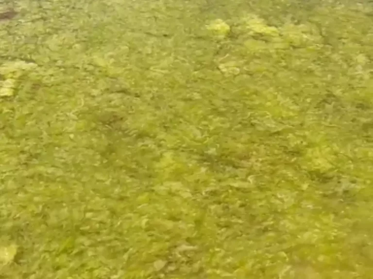 У Анапы позеленело Чёрное море