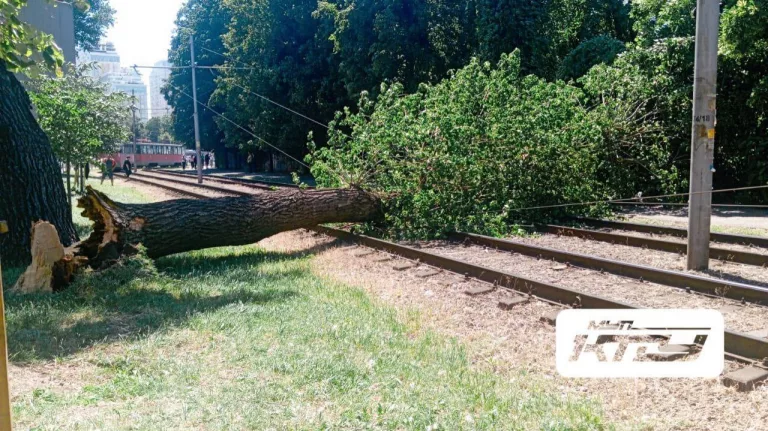Упавшее дерево парализовало трамвайное движение Краснодаре