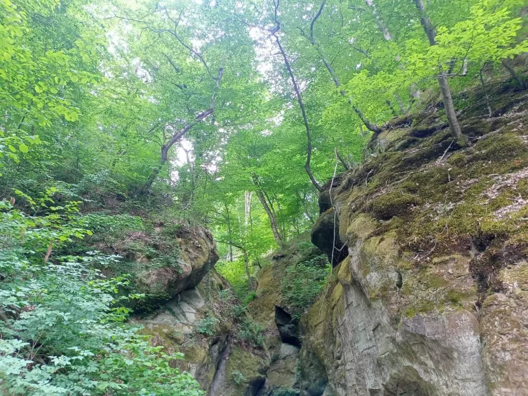 Краснодарец четыре дня прожил в лесу у Горячего Ключа