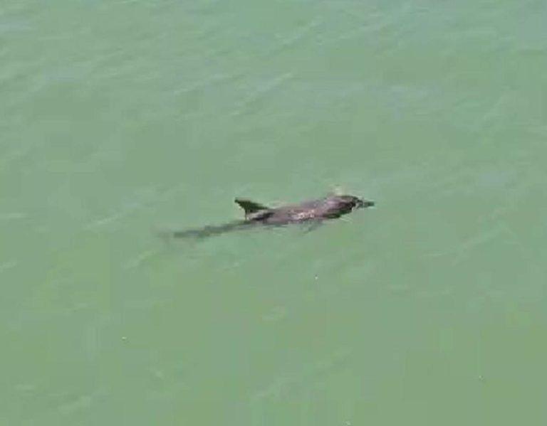 Дельфины плывут на пляжи Чёрного моря в Краснодарском крае