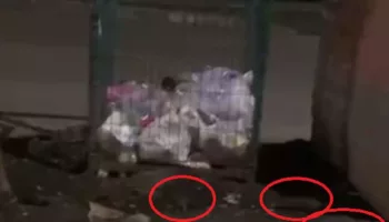 Жителей Краснодара пугает нашествие крыс