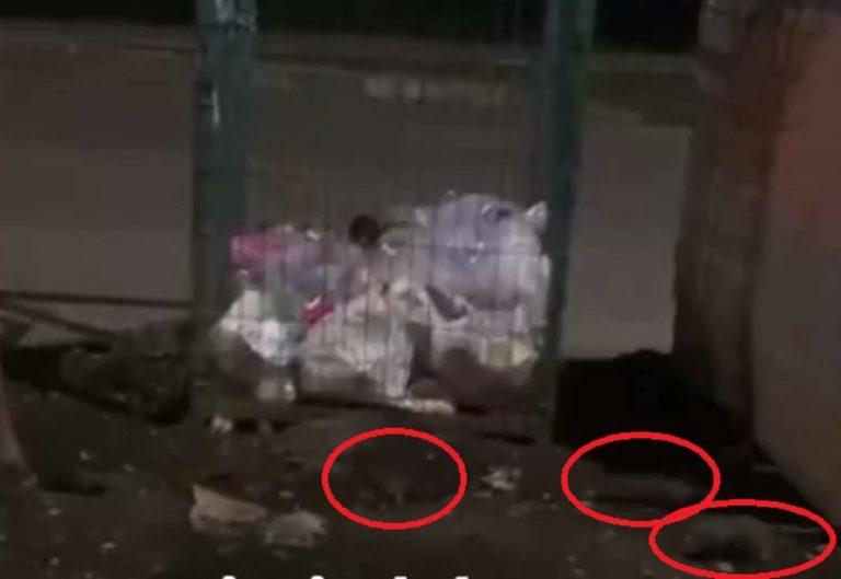 Жителей Краснодара пугает нашествие крыс