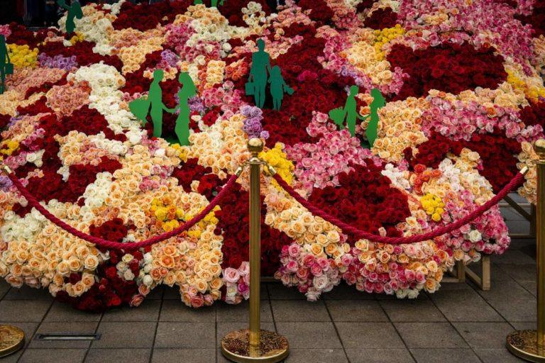 Мэр Краснодара уничтожит 20 тысяч роз в День России