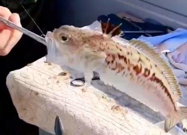 В Чёрном море поймали ядовитого морского дракона