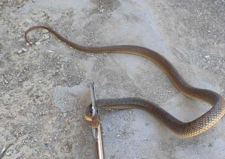В Ботаническом саду Краснодара расплодилось много змей