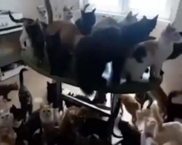 Более 50 бездомных кошек вернут в квартиру Краснодара