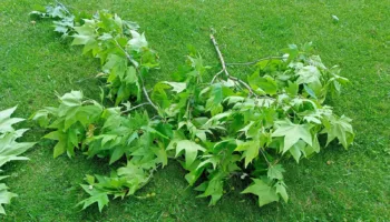 Мэрия Ейска судится с 53 многодетными семьями за земельные участки