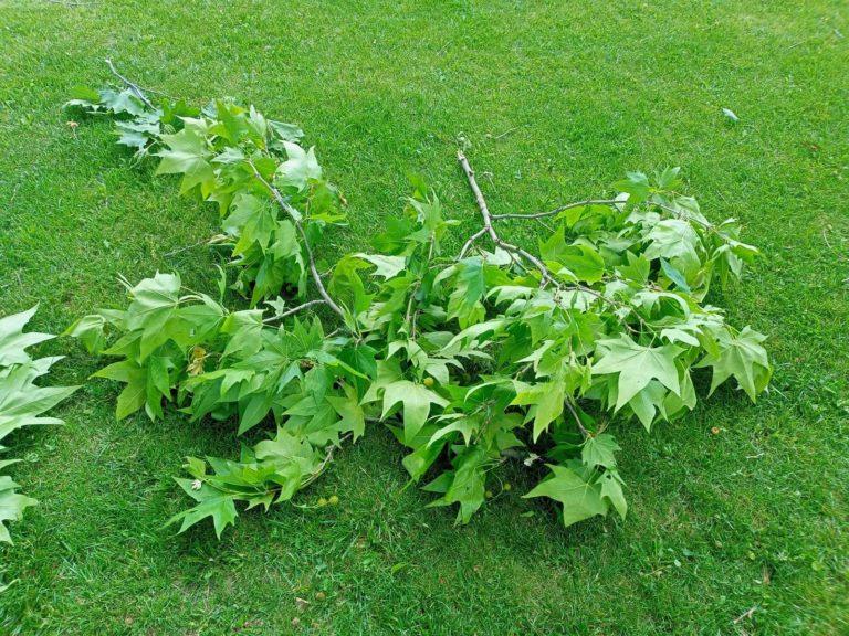 Мэрия Ейска судится с 53 многодетными семьями за земельные участки