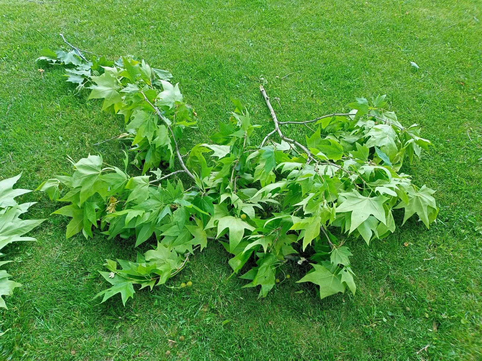 Мэрия Ейска судится с 53 многодетными семьями за земельные участки