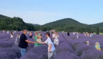 Туристы устроили столпотворения за фото в полях лаванды
