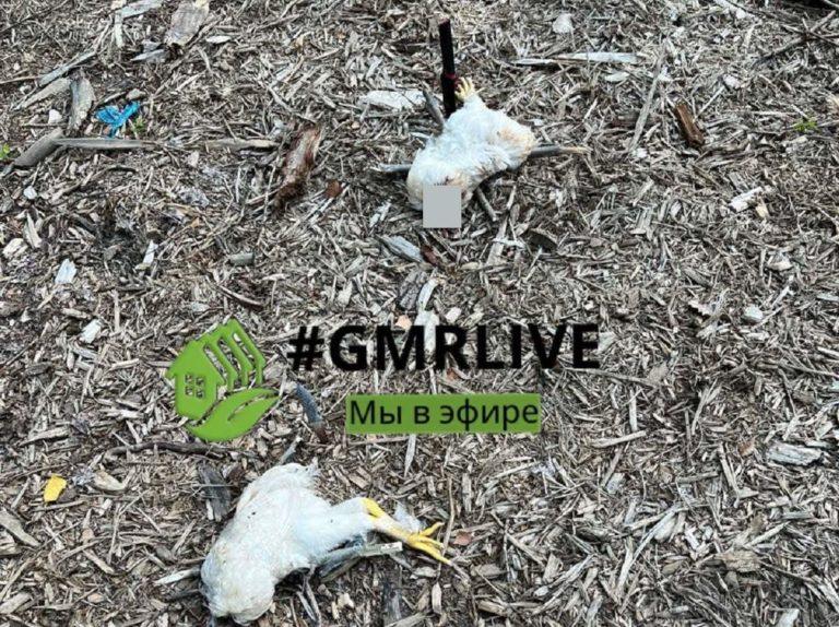 В Краснодаре ведьмы массово обезглавливают петухов