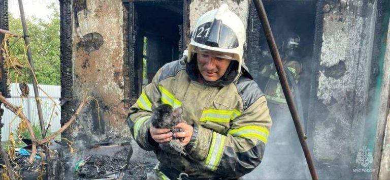 В Краснодарском крае из горящего дома вынесли трёх карликовых кроликов