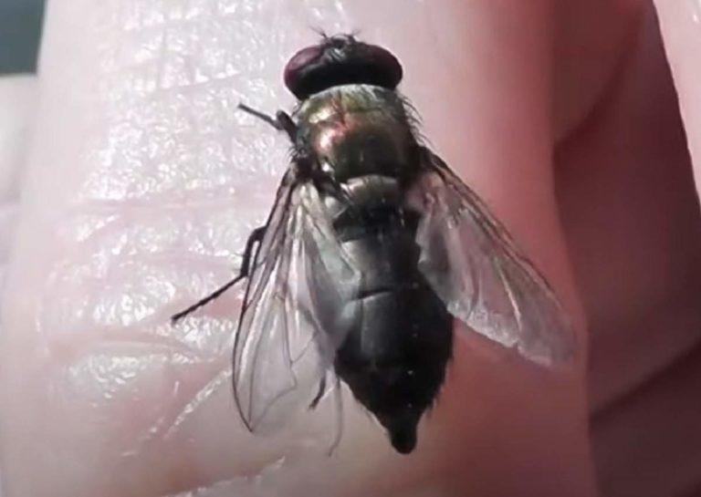 В районе Краснодарского края нашествие мух стало бедствием