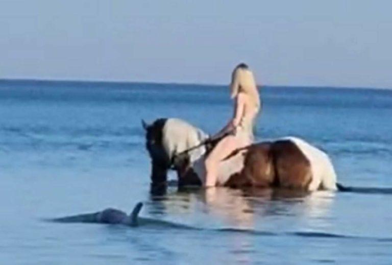 В Чёрном море дельфин преследовал лошадь с блондинкой на пляже Анапы: видео