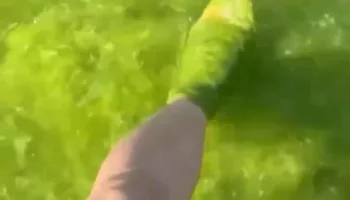 Туристов учат купаться в зелёной жиже на пляжах Анапы