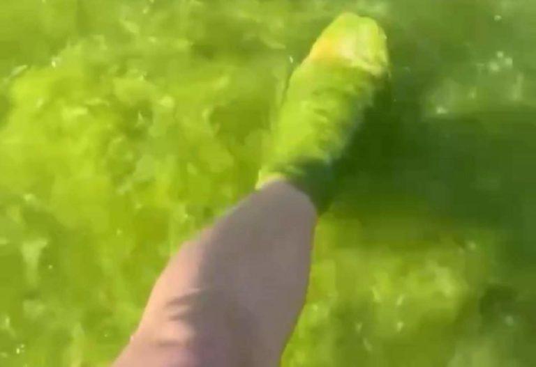 Туристов учат купаться в зелёной жиже на пляжах Анапы