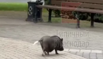 В Краснодаре выгуливают черепах и домашних кабанов
