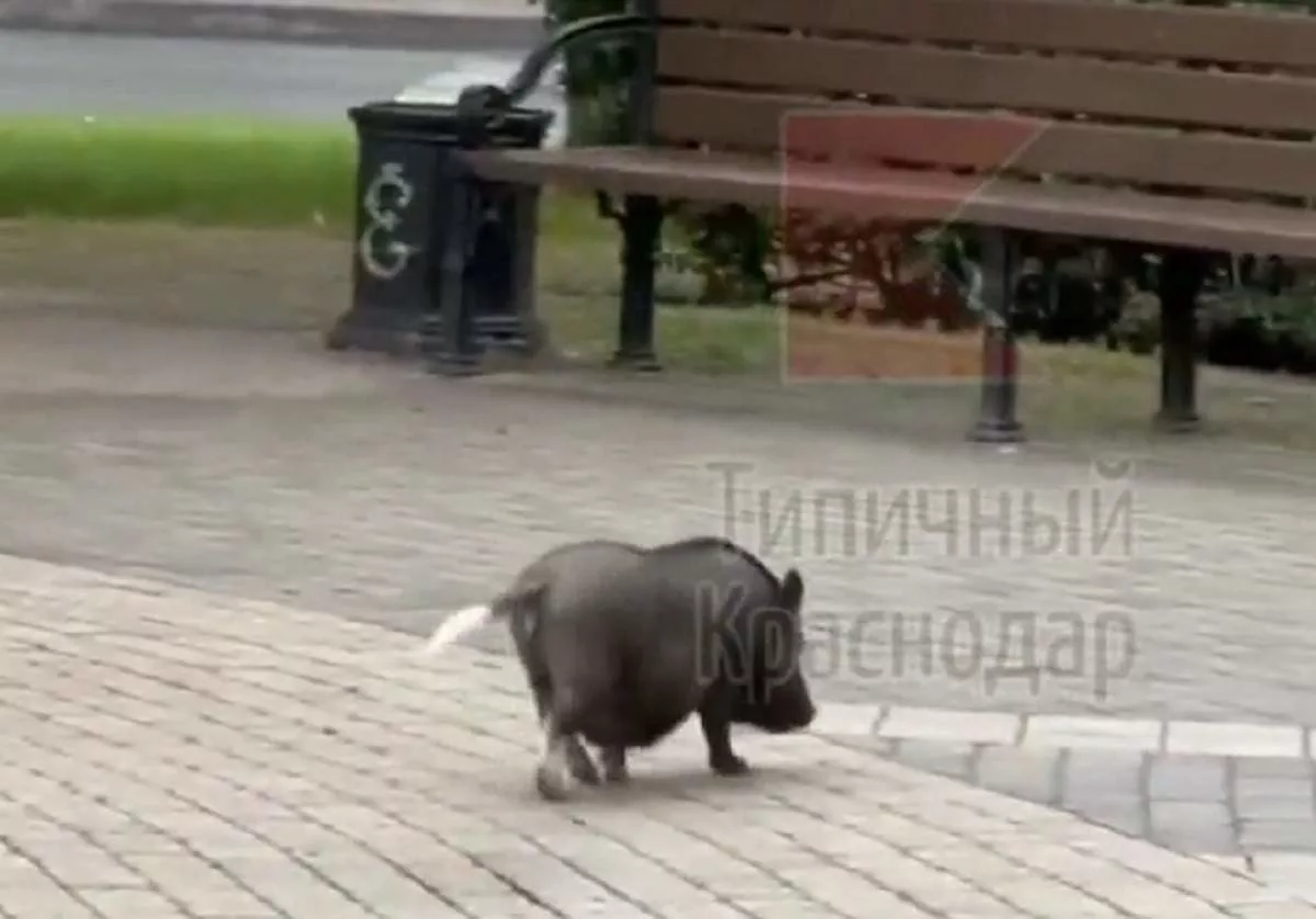 В Краснодаре выгуливают черепах и домашних кабанов