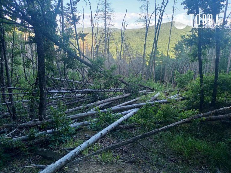 В Краснодарском крае запретили посещать леса с 29 июня