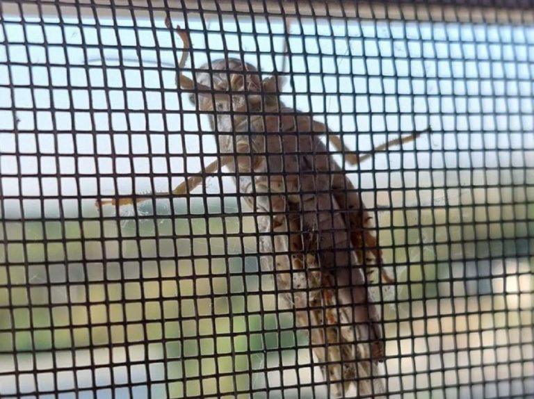 В Краснодарском крае саранча мешает ехать к Азовскому морю