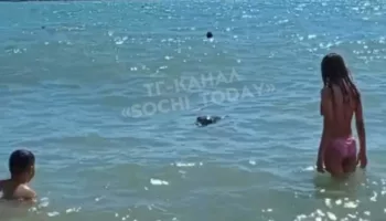 На пляже в Сочи дети купались с мёртвым дельфином