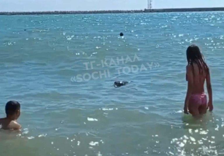 На пляже в Сочи дети купались с мёртвым дельфином