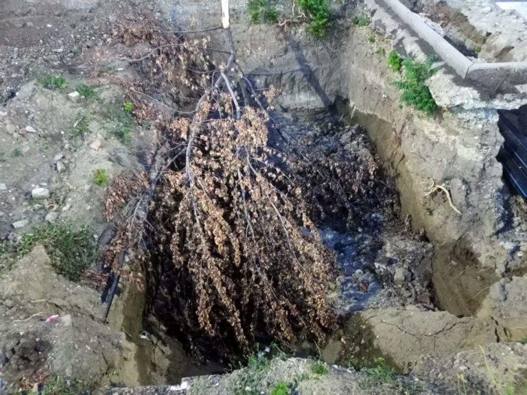 Мэрия Краснодара призналась в незаконной вырубке деревьев