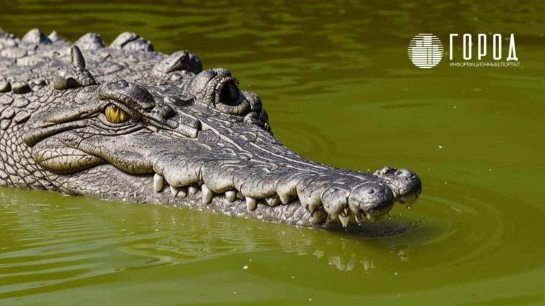 Минприроды не нашло крокодила в перепуганном посёлке