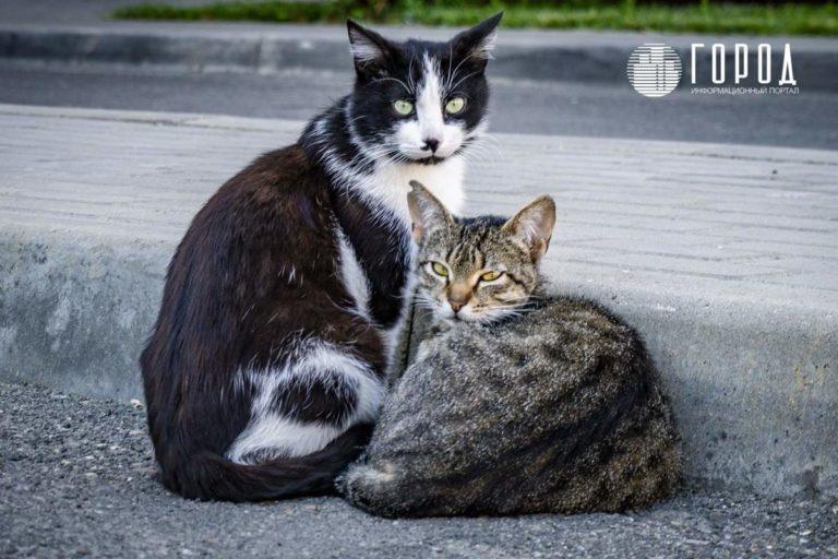 Чиновники Краснодара обвинили в пожарах котов, крыс и сушку белья
