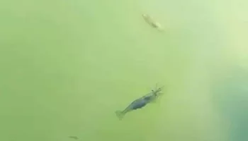 Японские креветки расплодились у пляжей Азовского моря: видео