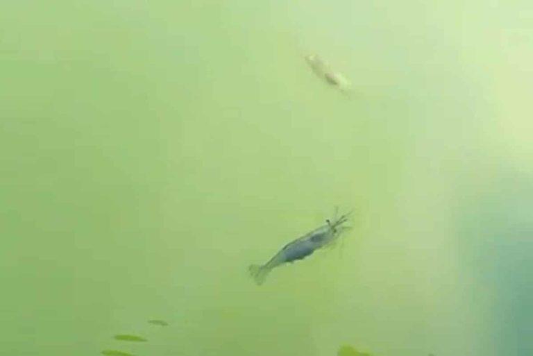 Японские креветки расплодились у пляжей Азовского моря: видео