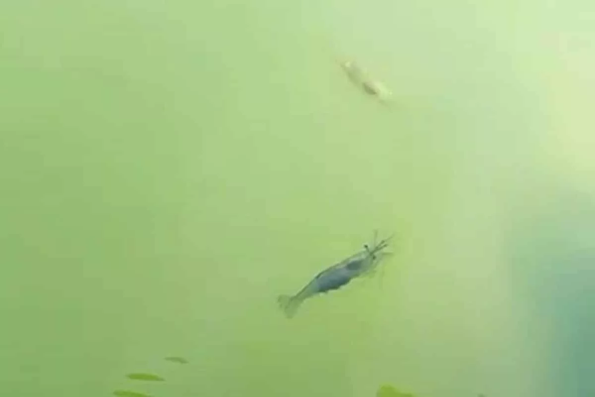 Японские креветки расплодились у пляжей Азовского моря: видео
