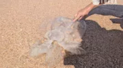Пляжи Азовского моря превратились в кладбища медуз: видео