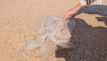 Пляжи Азовского моря превратились в кладбища медуз: видео