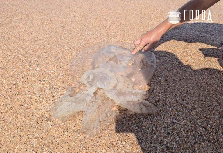 Пляжи Азовского моря превратились в кладбища медуз: видео