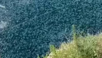 В Крыму нашествие огромных медуз признали опасным для туристов