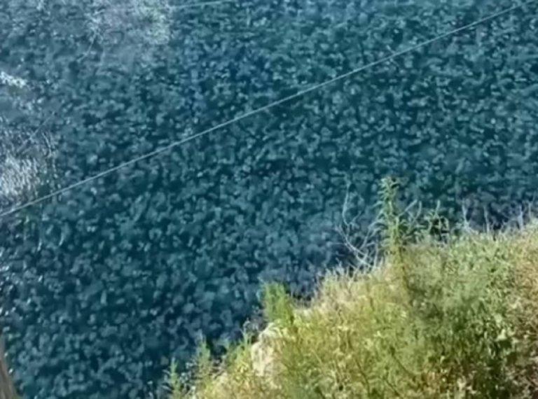 В Крыму нашествие огромных медуз признали опасным для туристов