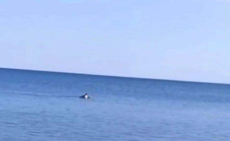 В Чёрном море сняли на видео пингвина