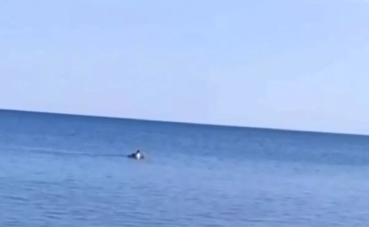 В Чёрном море сняли на видео пингвина