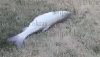 В Краснодаре выловили огромного Белого амура из Кубани: видео