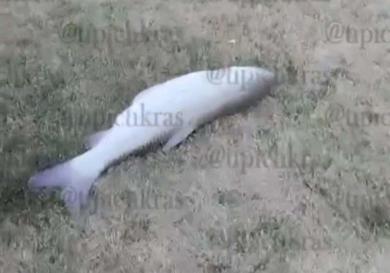 В Краснодаре выловили огромного Белого амура из Кубани: видео