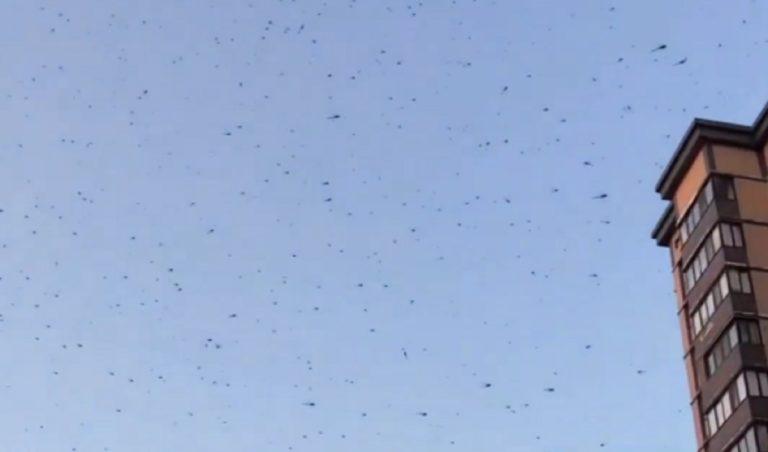 Нашествие стрекоз в Краснодарском крае сняли на видео