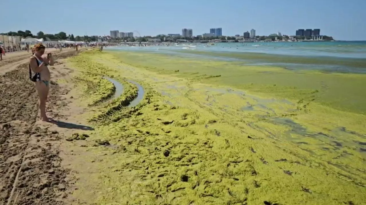 Туристка наблюдает за огромным скоплением зелёных водорослей на пляжах Анапы. 