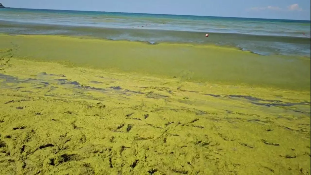 Зеленые водоросли Анапы