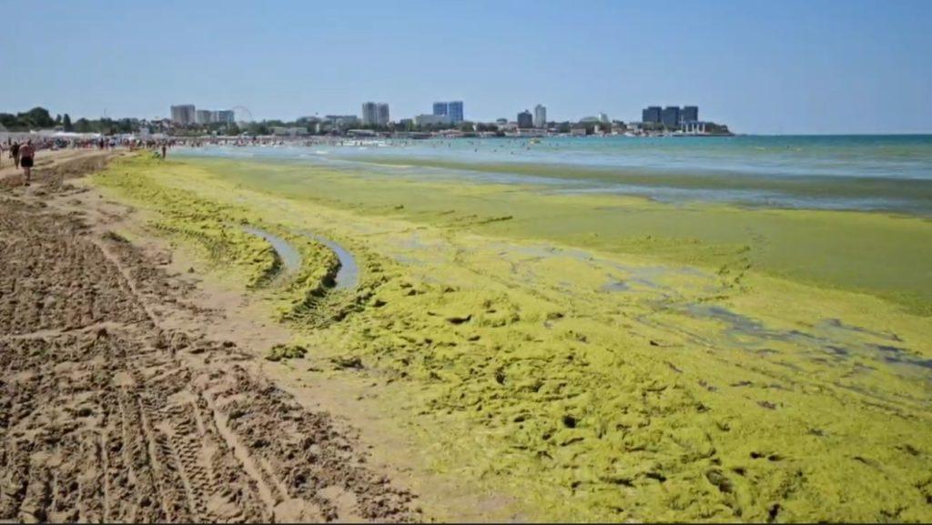 Чёрное море превратилось в болото у Анапы: пляж в водорослях