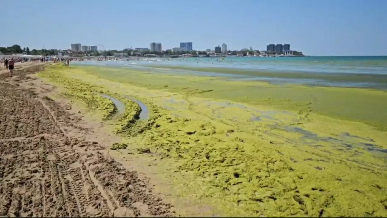 Огромное количество зеленых водорослей на пляже Анапы.