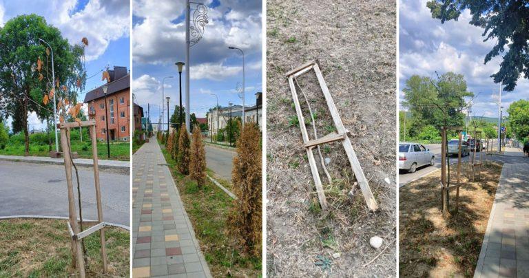 В Апшеронске погибли сотни высаженных деревьев и кустарников
